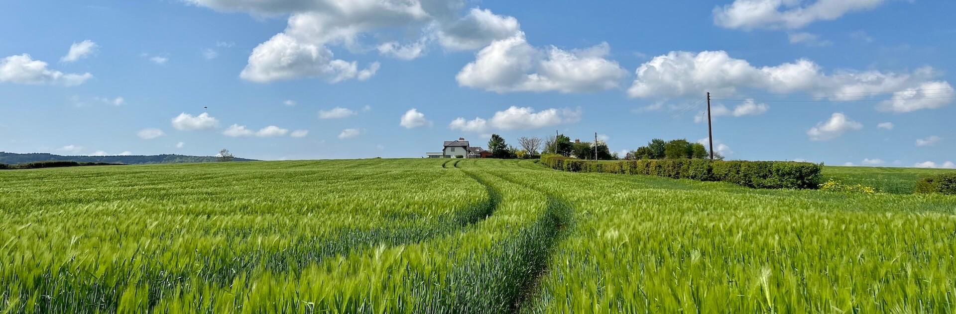Barley field path